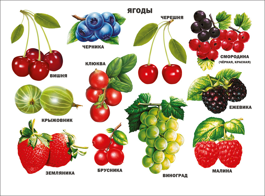 Картинки ягоды для детей цветные по отдельности
